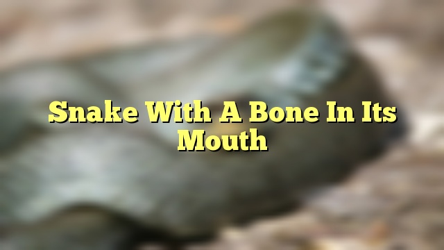 Snake With A Bone In Its Mouth