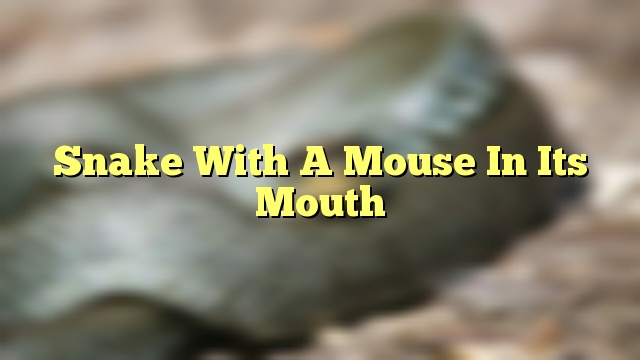 Snake With A Mouse In Its Mouth