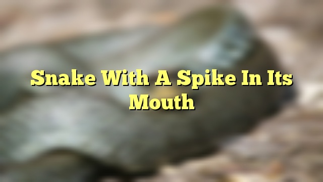 Snake With A Spike In Its Mouth