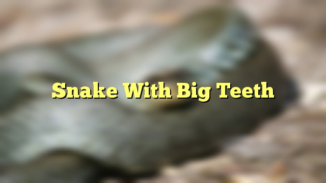 Snake With Big Teeth