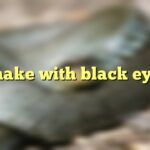 Snake with black eyes