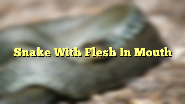 Snake With Flesh In Mouth