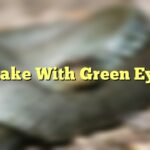 Snake With Green Eyes