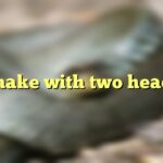 Snake with two heads