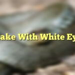 Snake With White Eyes