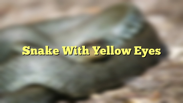 Snake With Yellow Eyes
