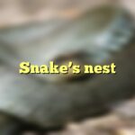 Snake's nest