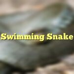 Swimming Snake