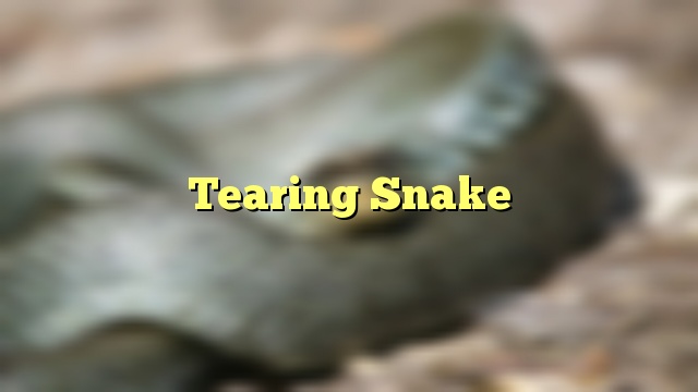 Tearing Snake