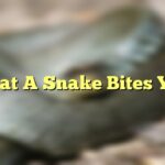 That A Snake Bites You
