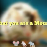 That you are a Mouse