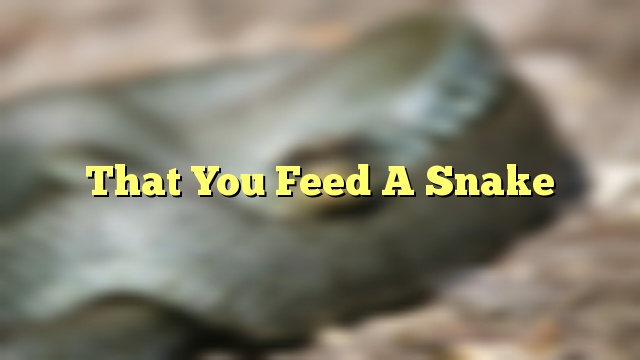 That You Feed A Snake