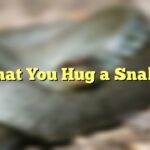 That You Hug a Snake