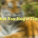 That You Hug a Tiger
