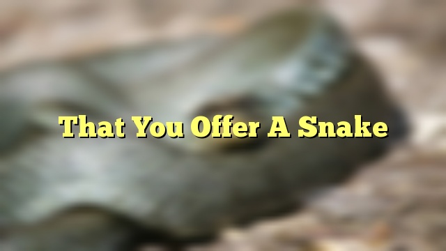 That You Offer A Snake