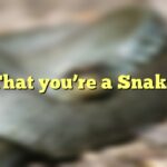 That you're a Snake