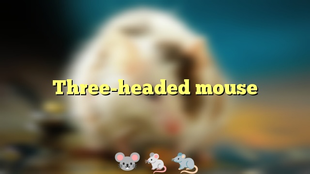 Three-headed mouse