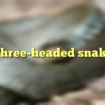 Three-headed snake