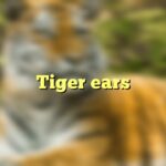 Tiger ears
