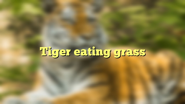 Tiger eating grass