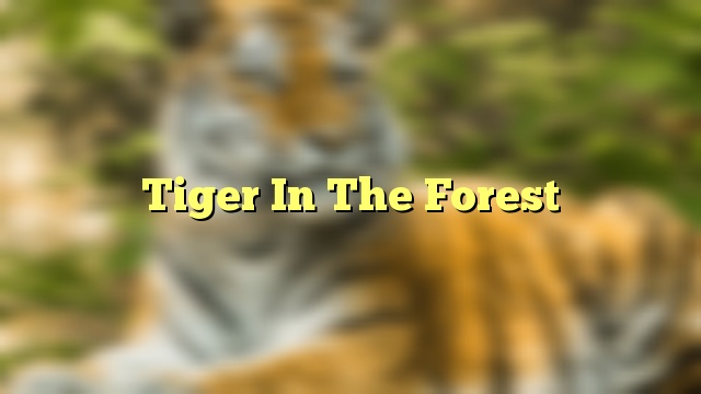 Tiger In The Forest