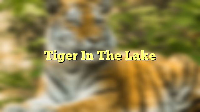 Tiger In The Lake