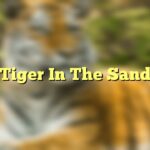 Tiger In The Sand