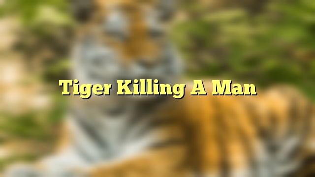 Tiger Killing A Man