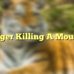 Tiger Killing A Mouse