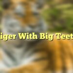 Tiger With Big Teeth