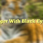 Tiger With Black Eyes