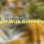 Tiger With Green Eyes