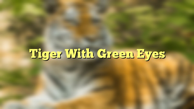 Tiger With Green Eyes