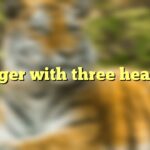 Tiger with three heads