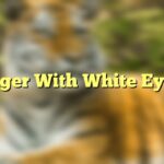Tiger With White Eyes