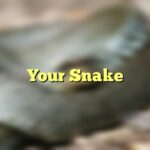 Your Snake